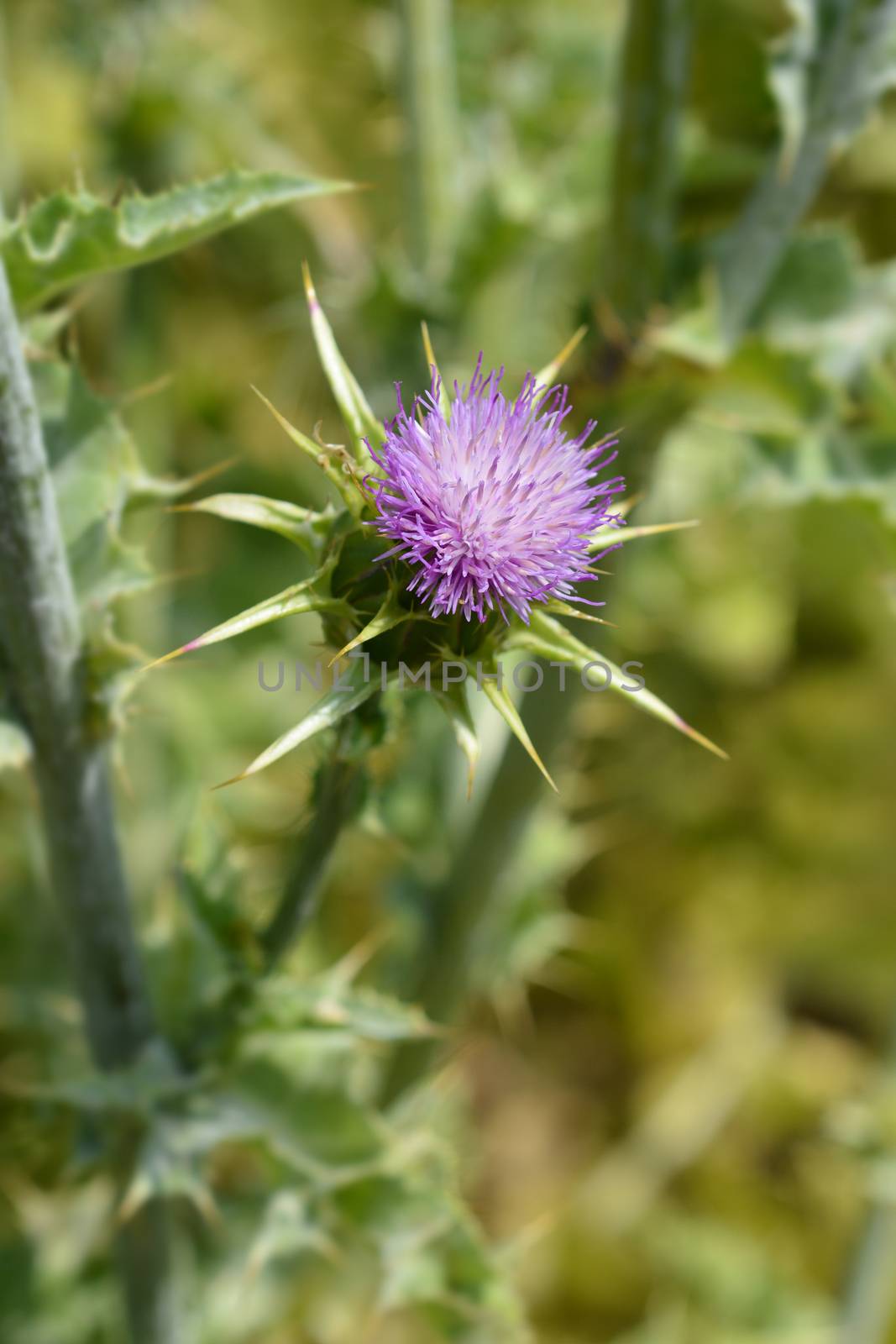 Milk thistle by nahhan