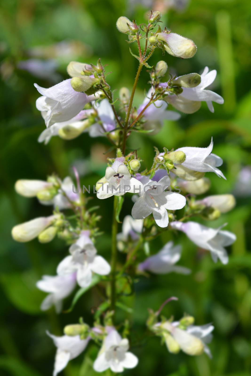 Foxglove beardtongue Husker Red by nahhan