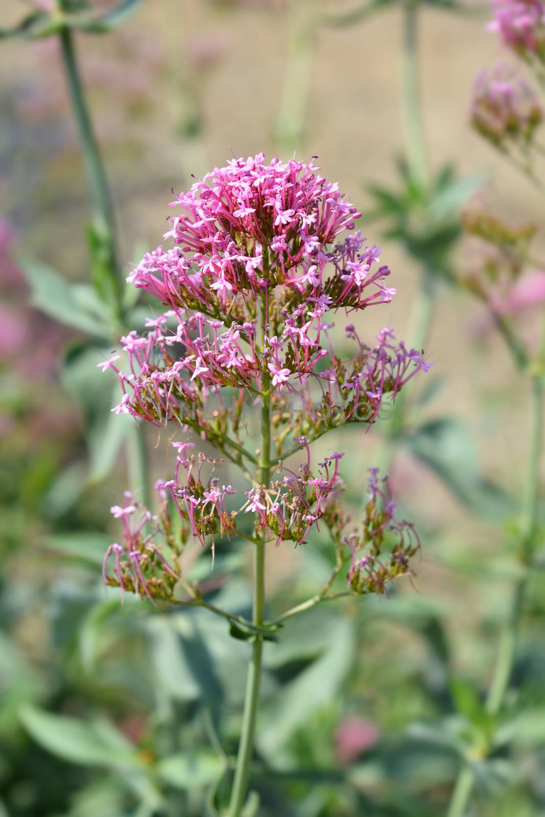 Red valerian by nahhan