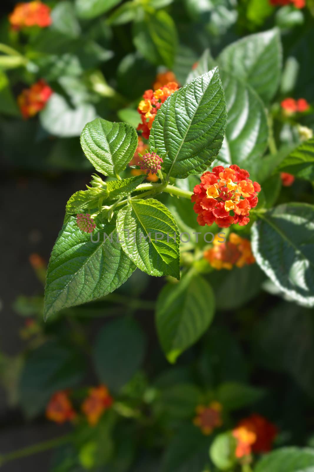 Shrub verbena flower close up - Latin name - Lantana camara