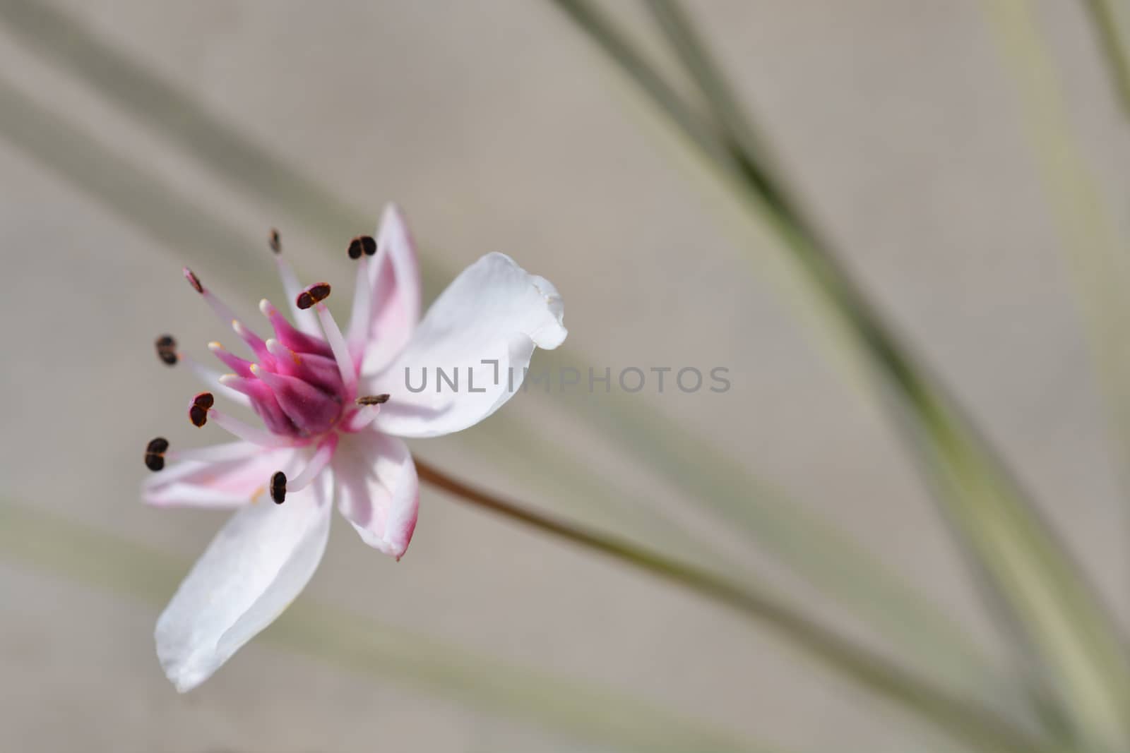 Flowering rush - Latin name - Butomus umbellatus