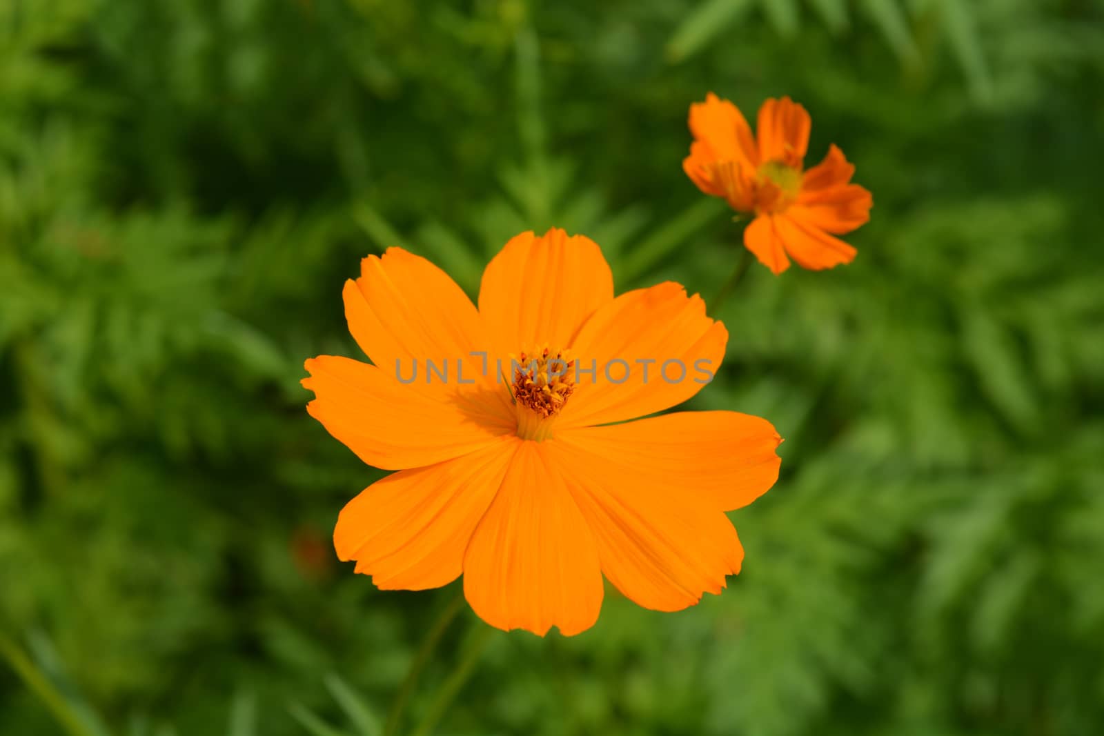 Sulfur cosmos - Latin name - Cosmos sulphureus