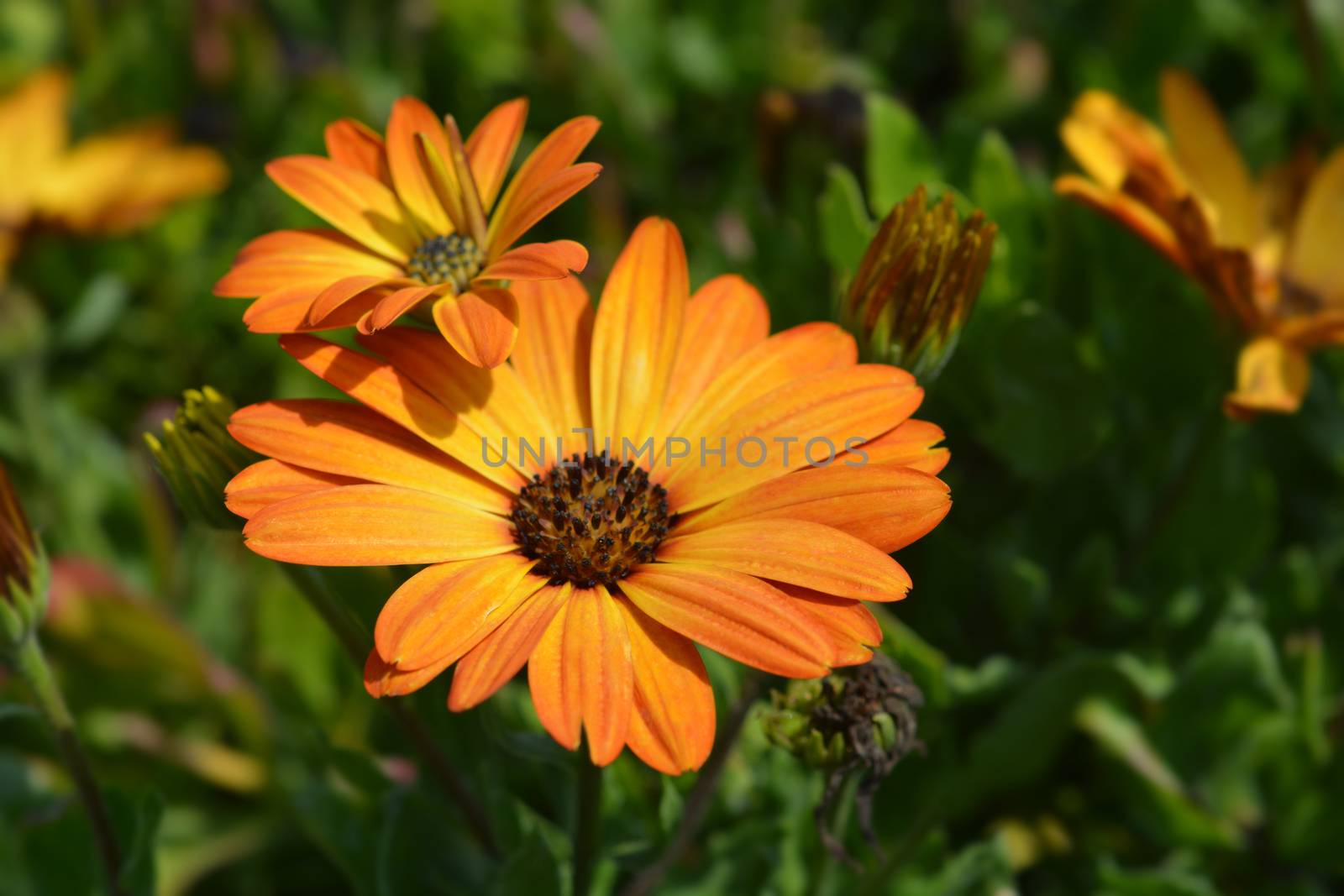 African Daisy Orange Symphony by nahhan