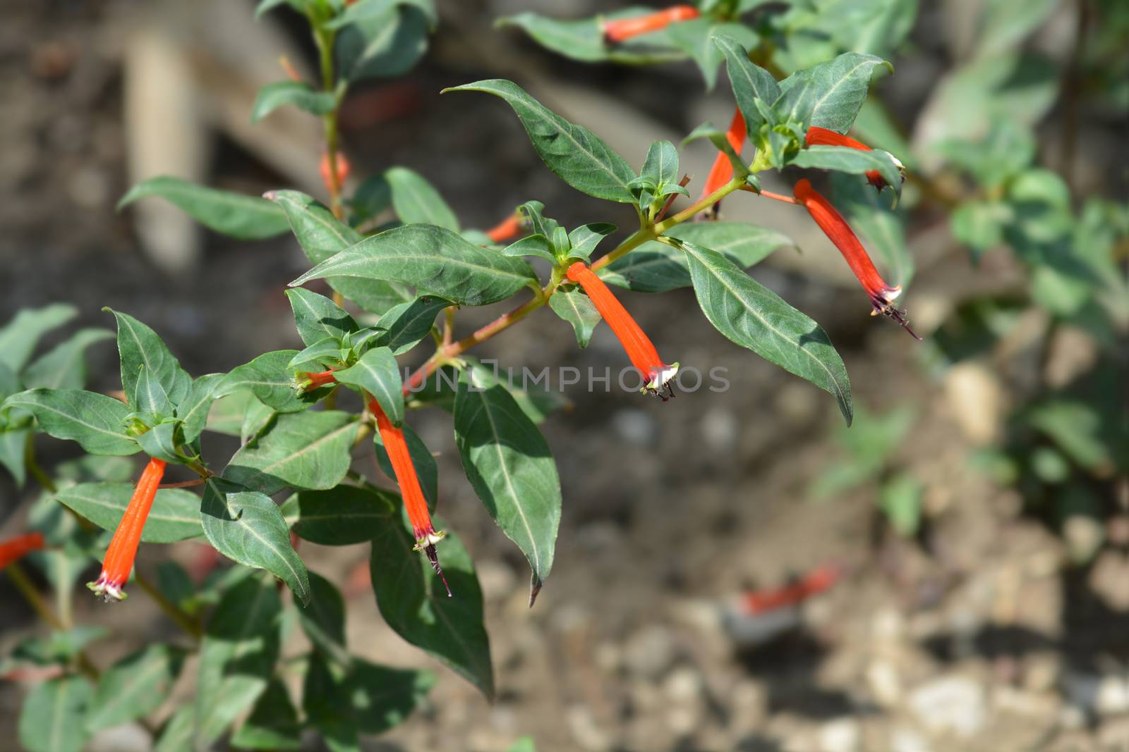 Cigar flower - Latin name - Cuphea ignea