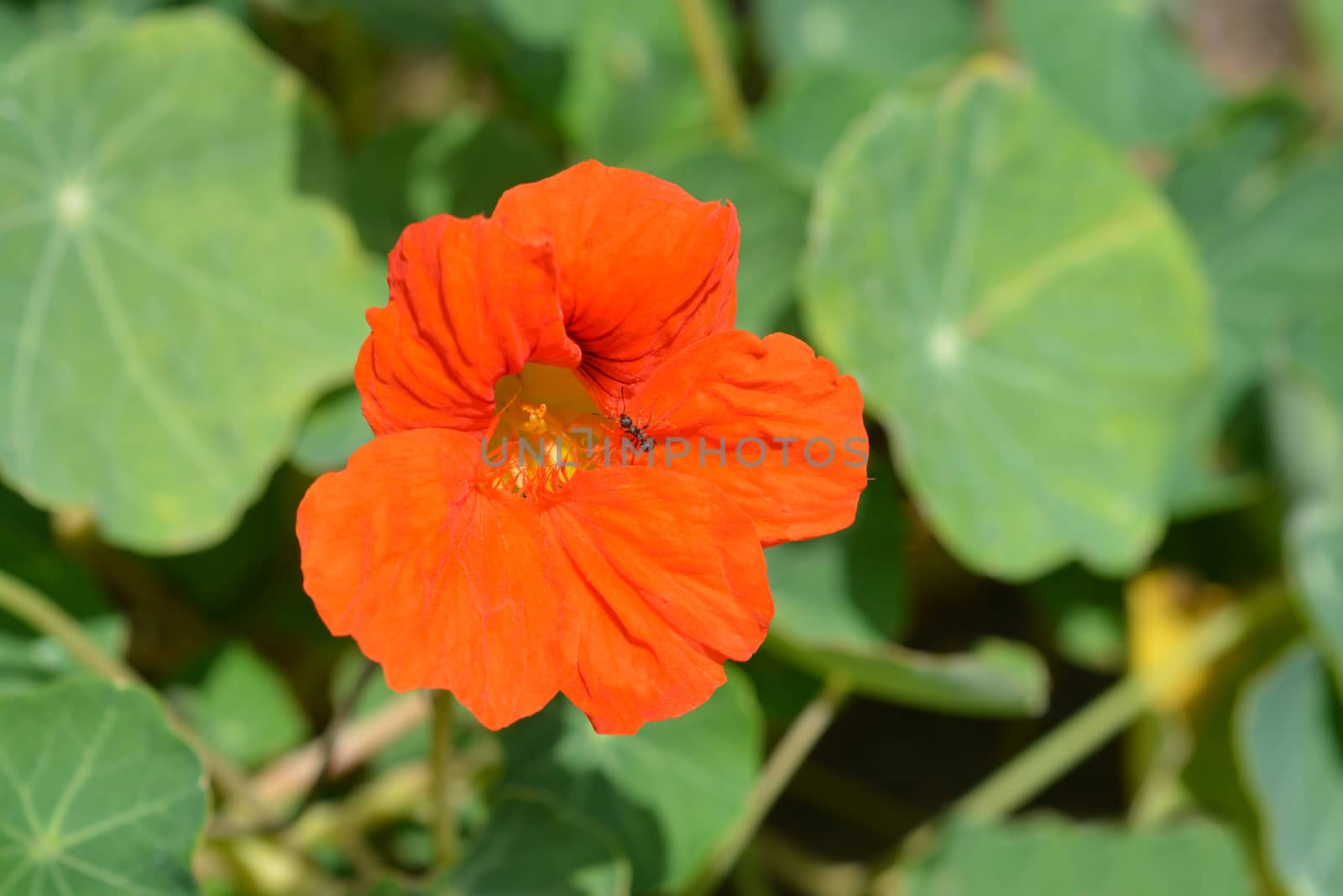 Garden nasturtium - Latin name - Tropaeolum majus