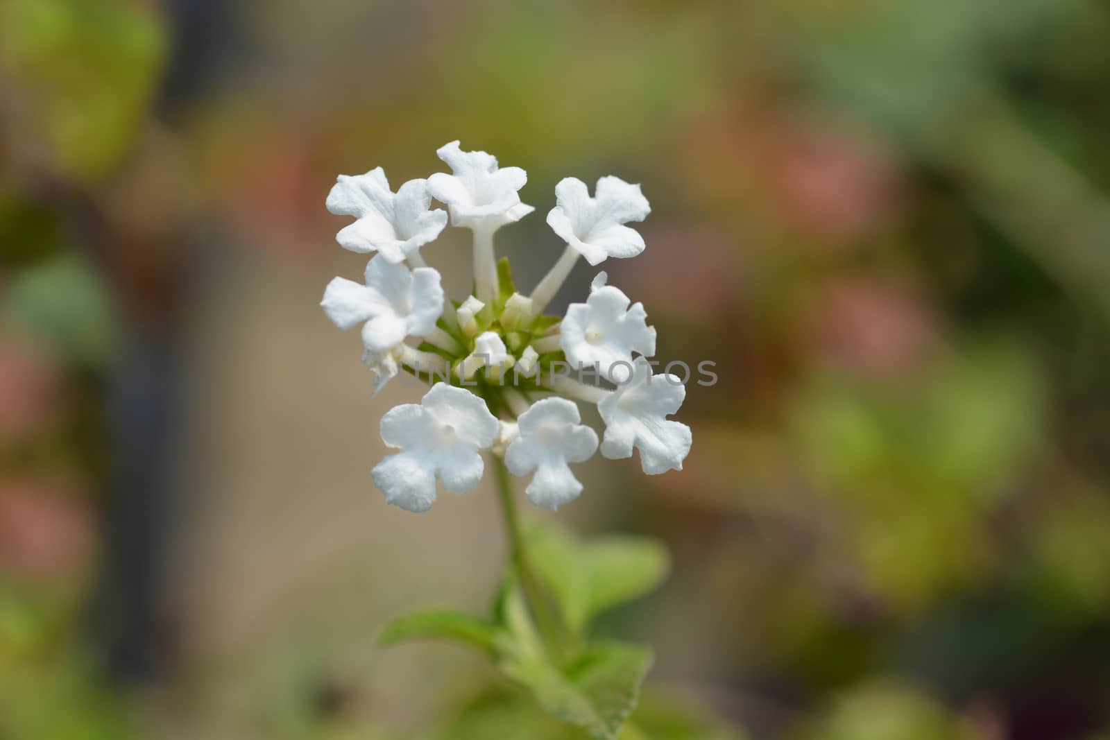 Trailing lantana by nahhan