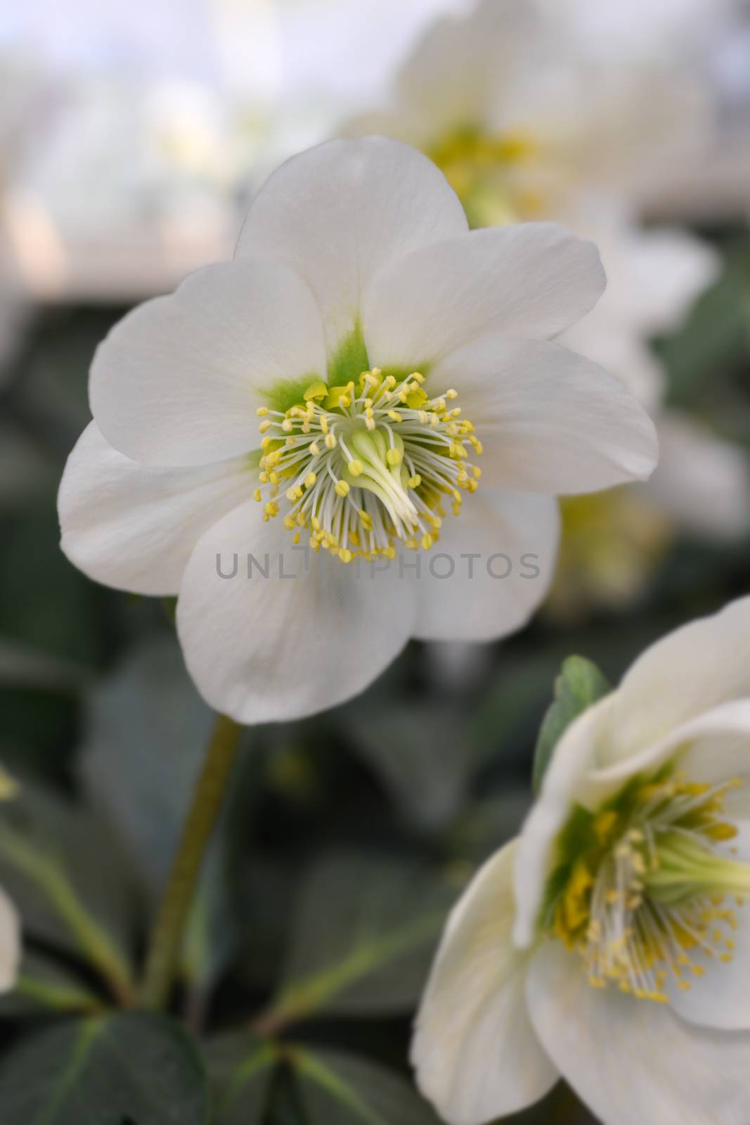 Christmas rose WinterSun by nahhan