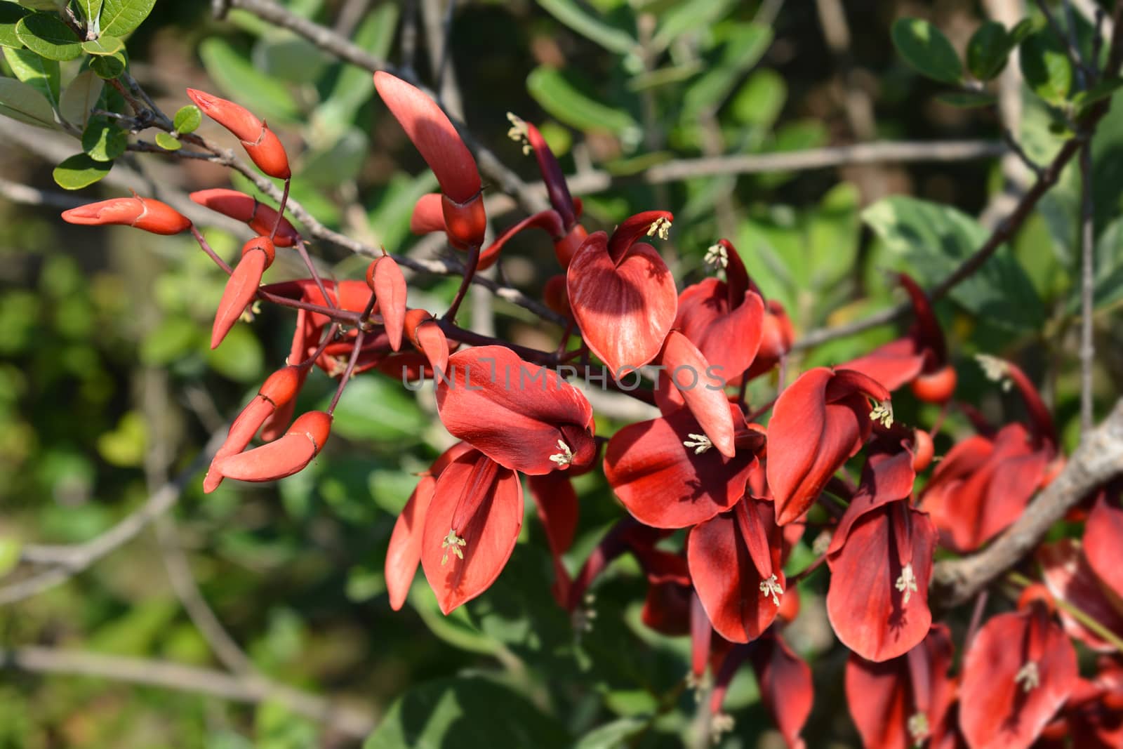 Cockspur coral tree by nahhan