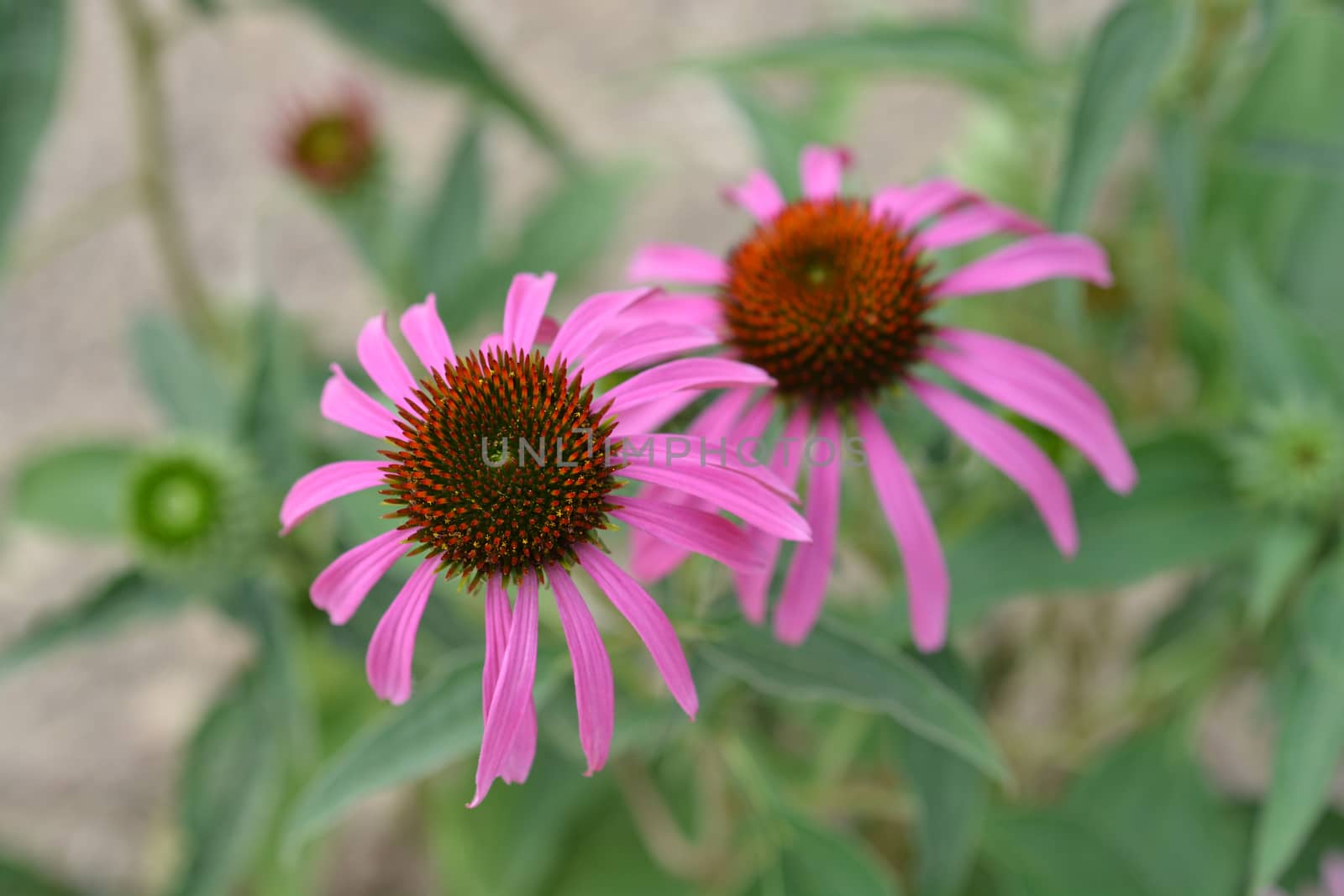 Coneflower Bright Star - Latin name - Echinacea purpurea Bright Star