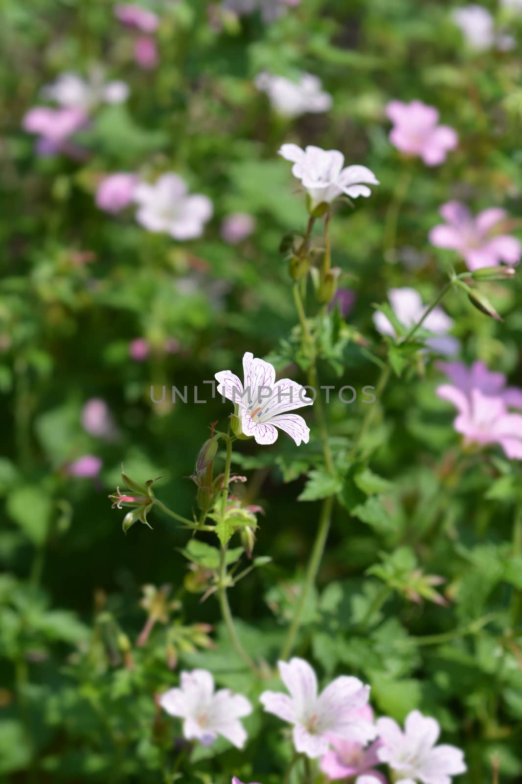 French cranesbill Rose Clair - Latin name - Geranium endressii Rose Clair