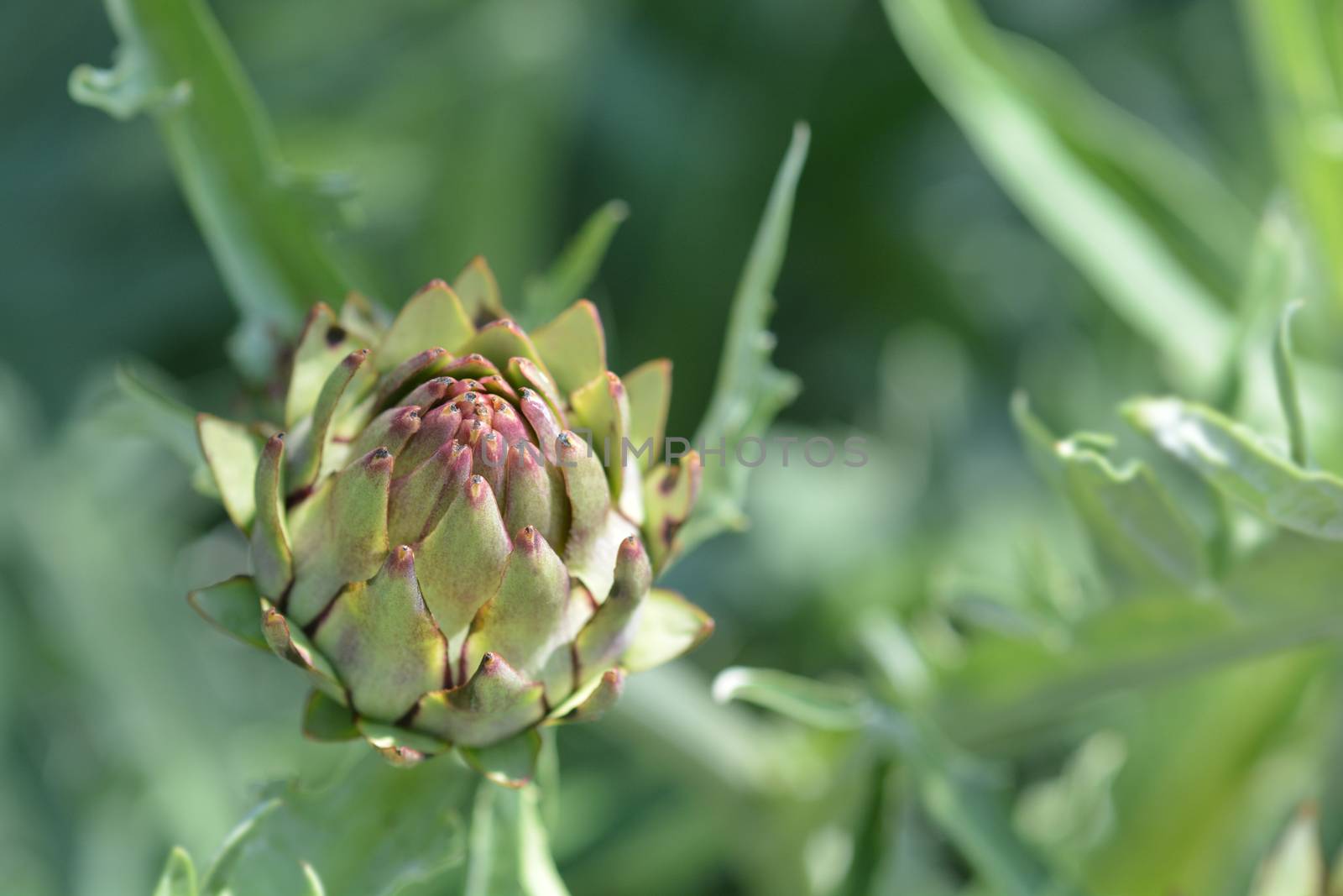 Artichoke thistle - Latin name - Cynara cardunculus