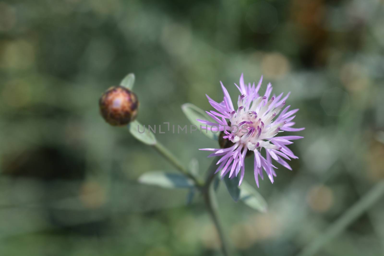 Croatian endemic cornflower - Latin name - Centaurea friderici subsp. jabukensis