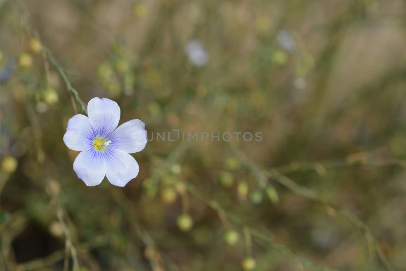 Close up of pale blue perennial flax flower - Latin name - Linum perenne