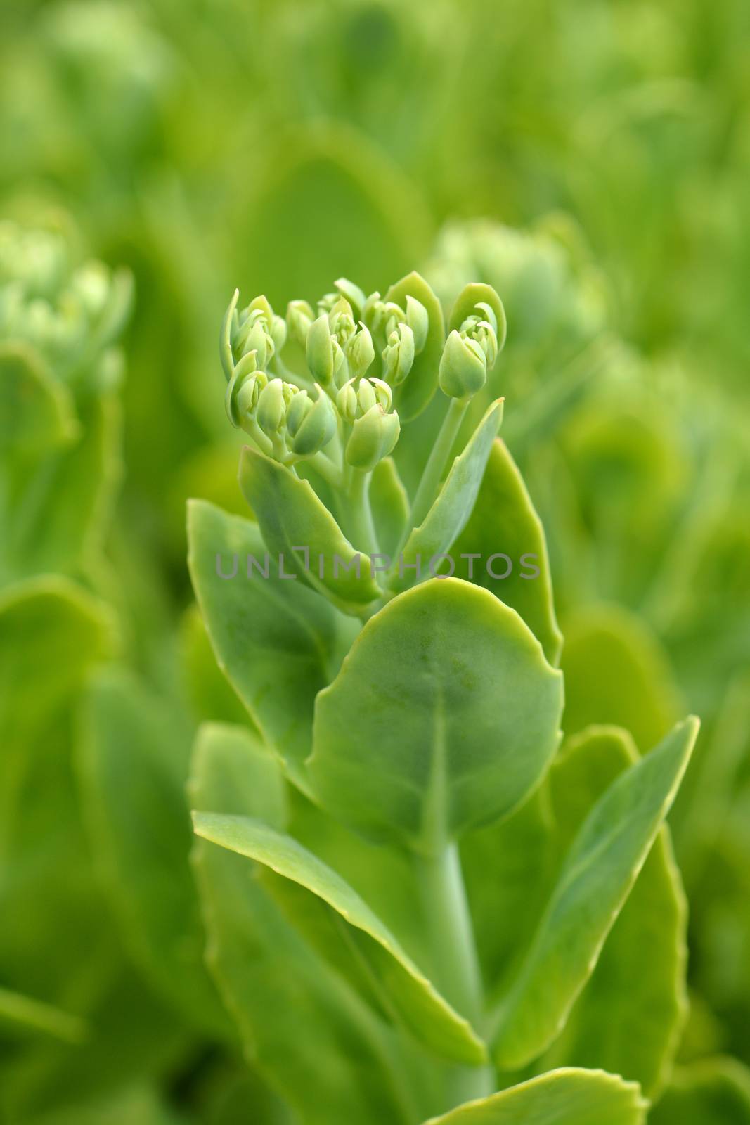 Butterfly stonecrop - Latin name - Hylotelephium spectabile (Sedum spectabile)