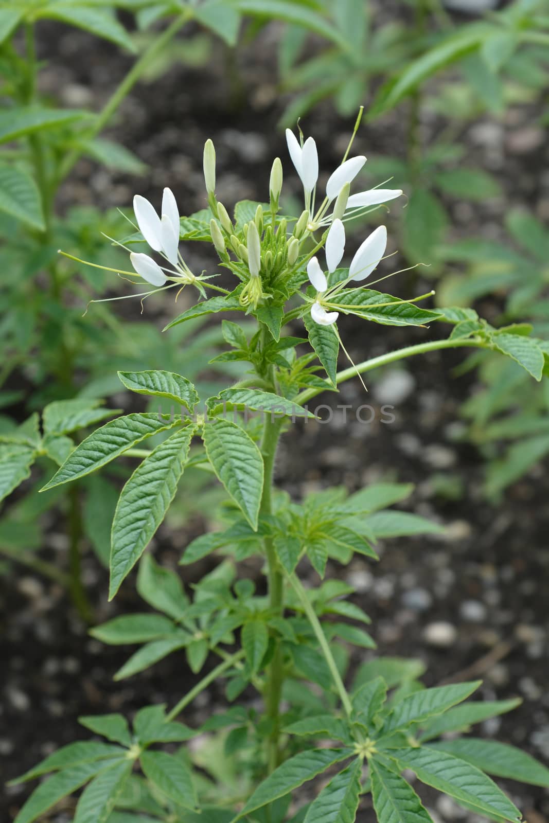 Spider flower Helen Campbell by nahhan