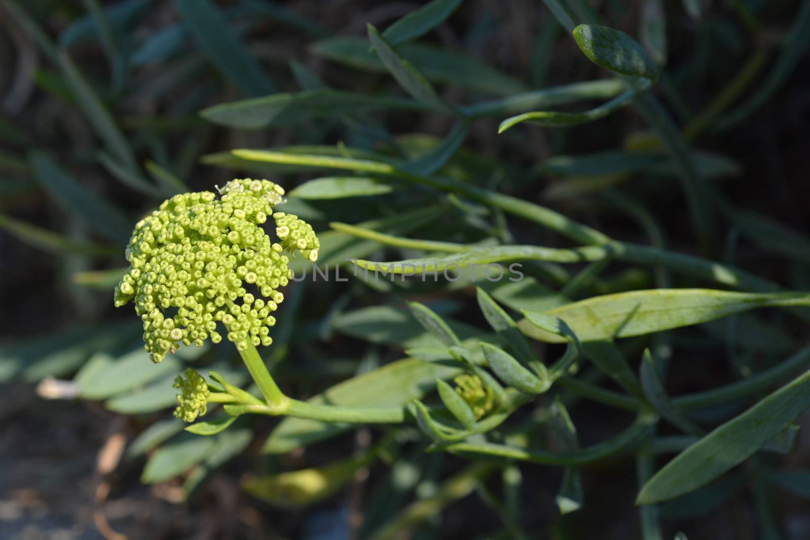 Sea fennel flower by nahhan