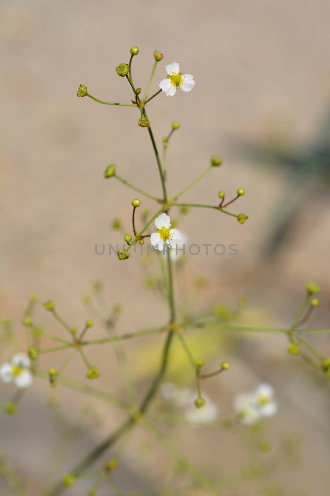 Common water plantain - Latin name - Alisma plantago-aquatica