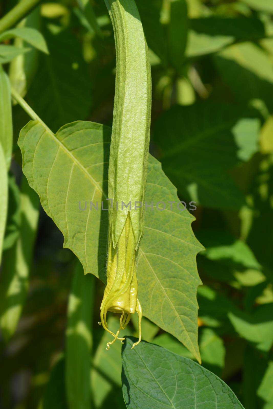 Angels trumpet - Latin name - Brugmansia suaveolens