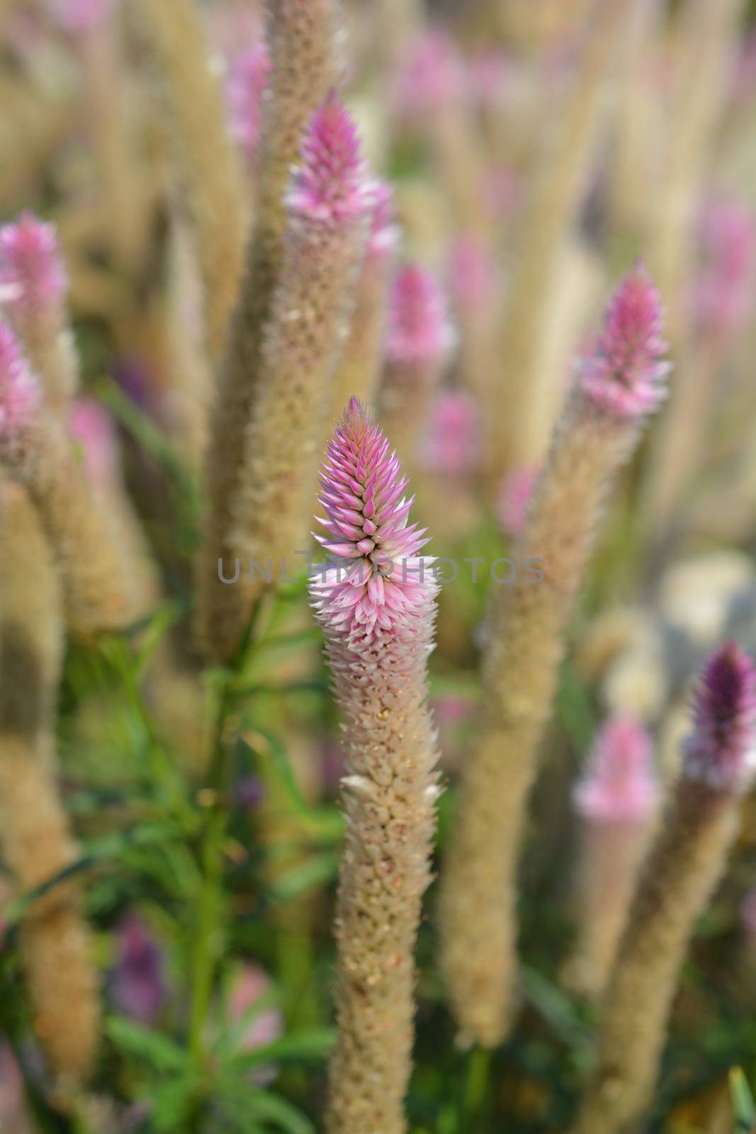 Cockscomb Flamingo Feather - Latin name - Celosia argentea var. spicata Flamingo Feather