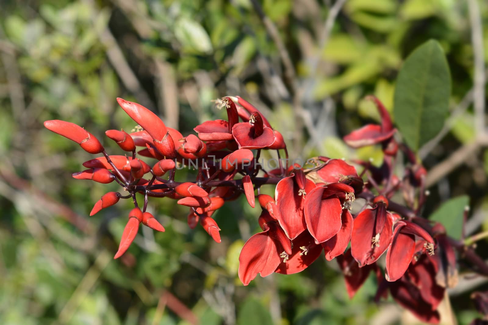 Cockspur coral tree - Latin name - Erythrina crista-galli