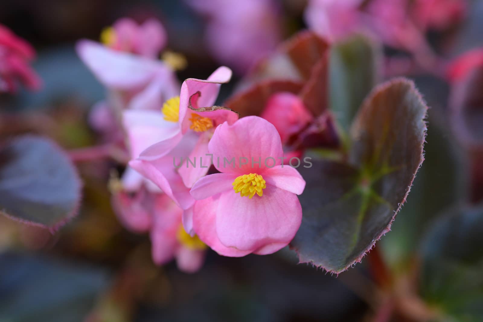 Wax begonia Carmen by nahhan