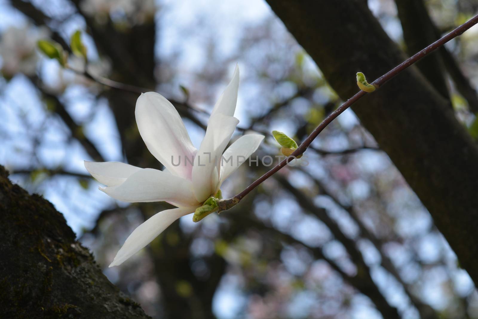 Magnolia tree by nahhan