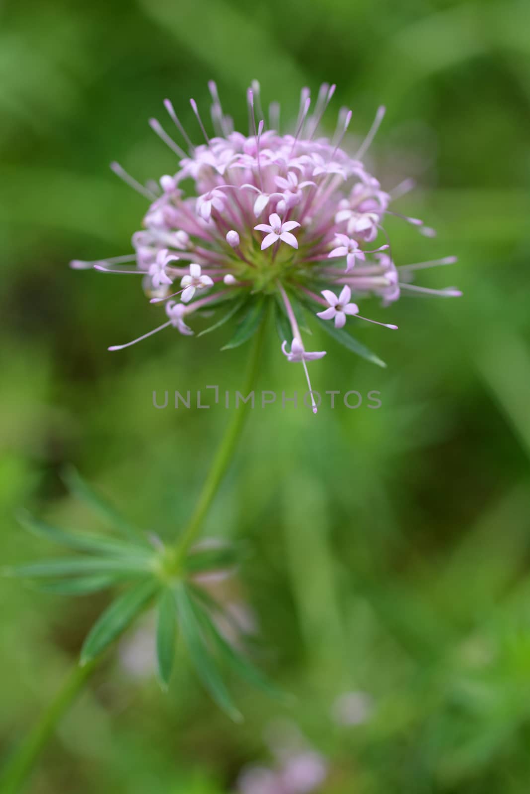 Caucasian crosswort by nahhan