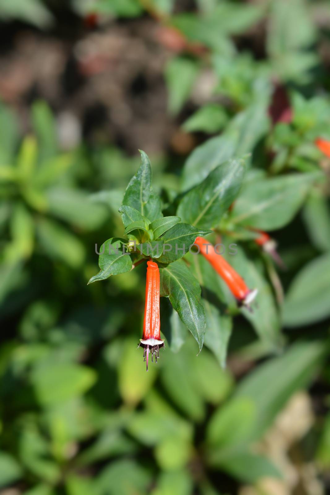 Cigar flower - Latin name - Cuphea ignea