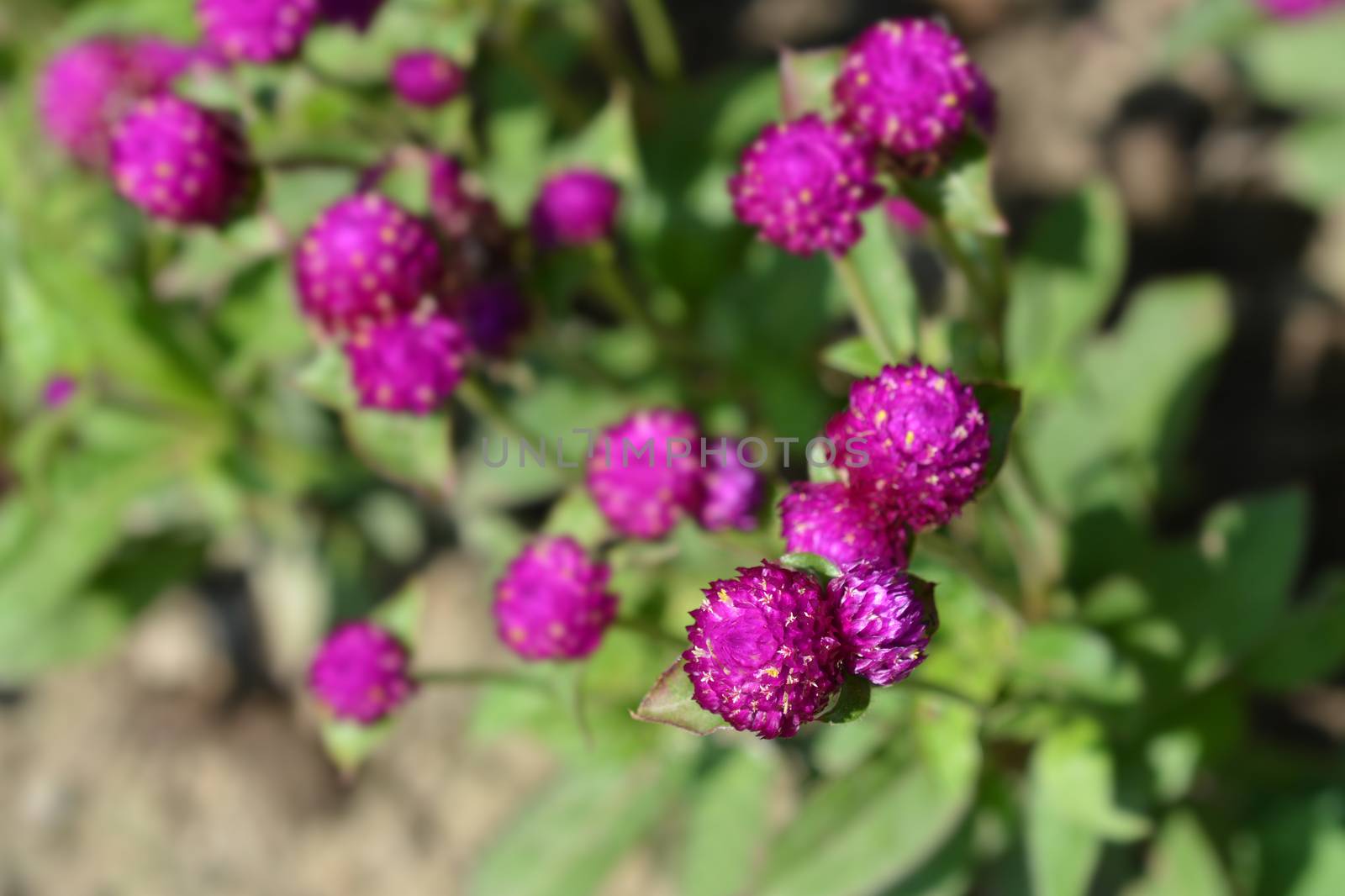 Globe amaranth Violacea by nahhan