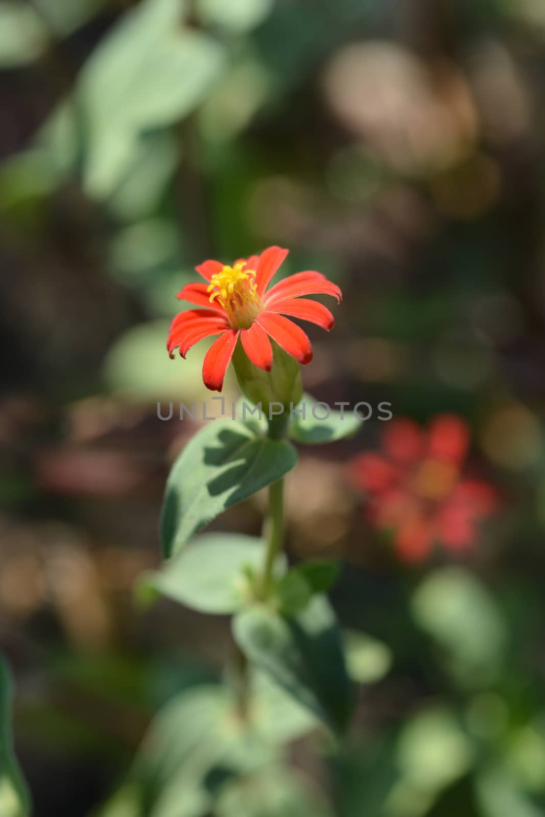 Peruvian zinnia - Latin name - Zinnia peruviana