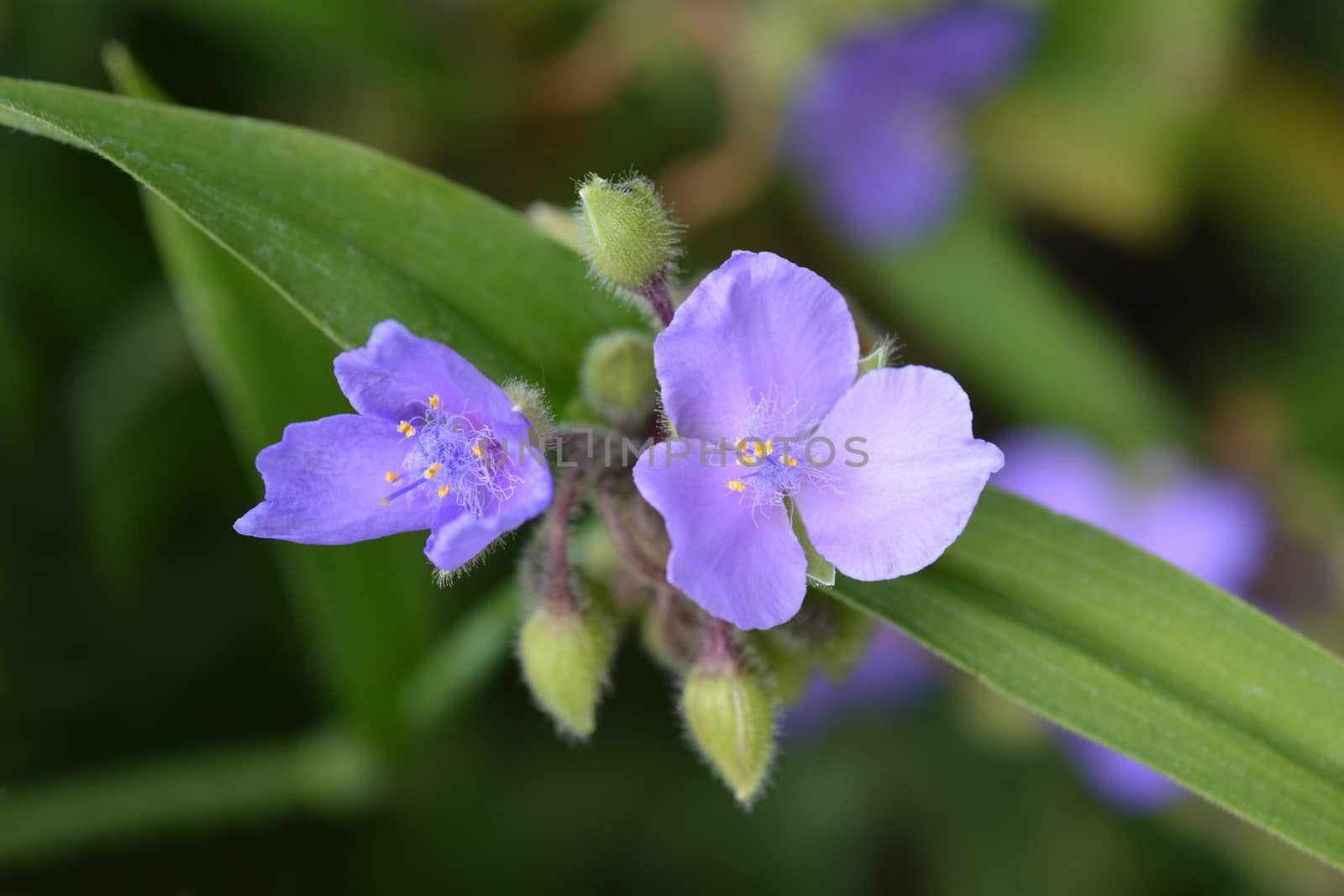 Spiderwort flower close up - Latin name - Tradescantia virginiana