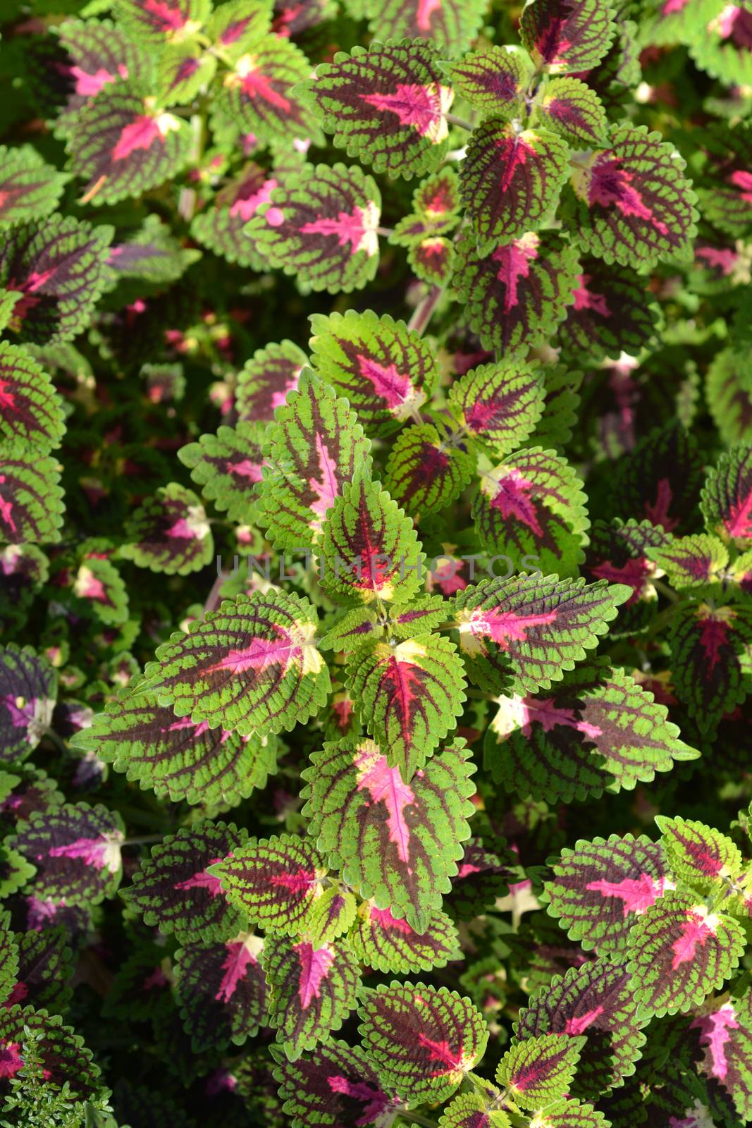 Painted nettle leaves - Latin name - Plectranthus scutellarioides (Solenostemon scutellarioides)