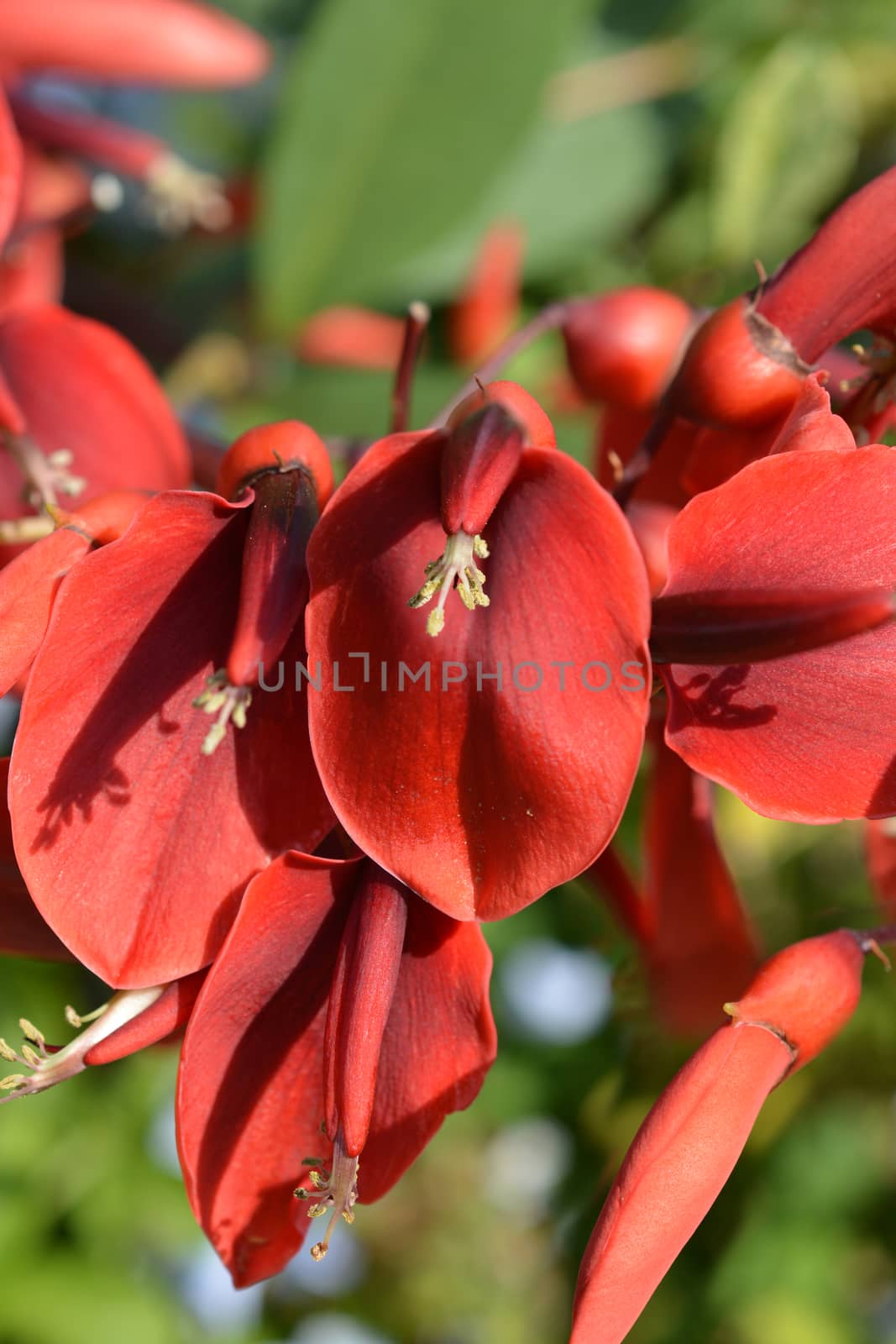 Cockspur coral tree - Latin name - Erythrina crista-galli