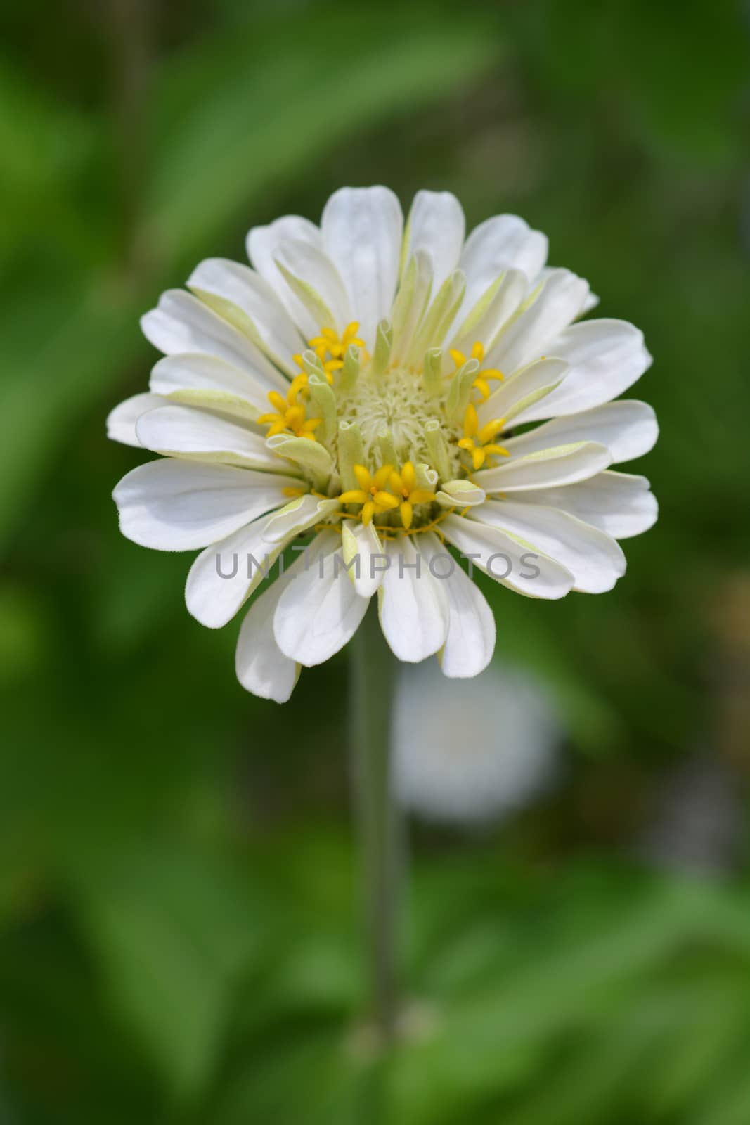 White common zinnia - Latin name - Zinnia elegans