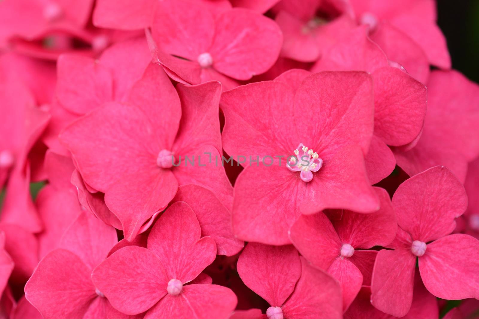 French hydrangea - Latin name - Hydrangea macrophylla