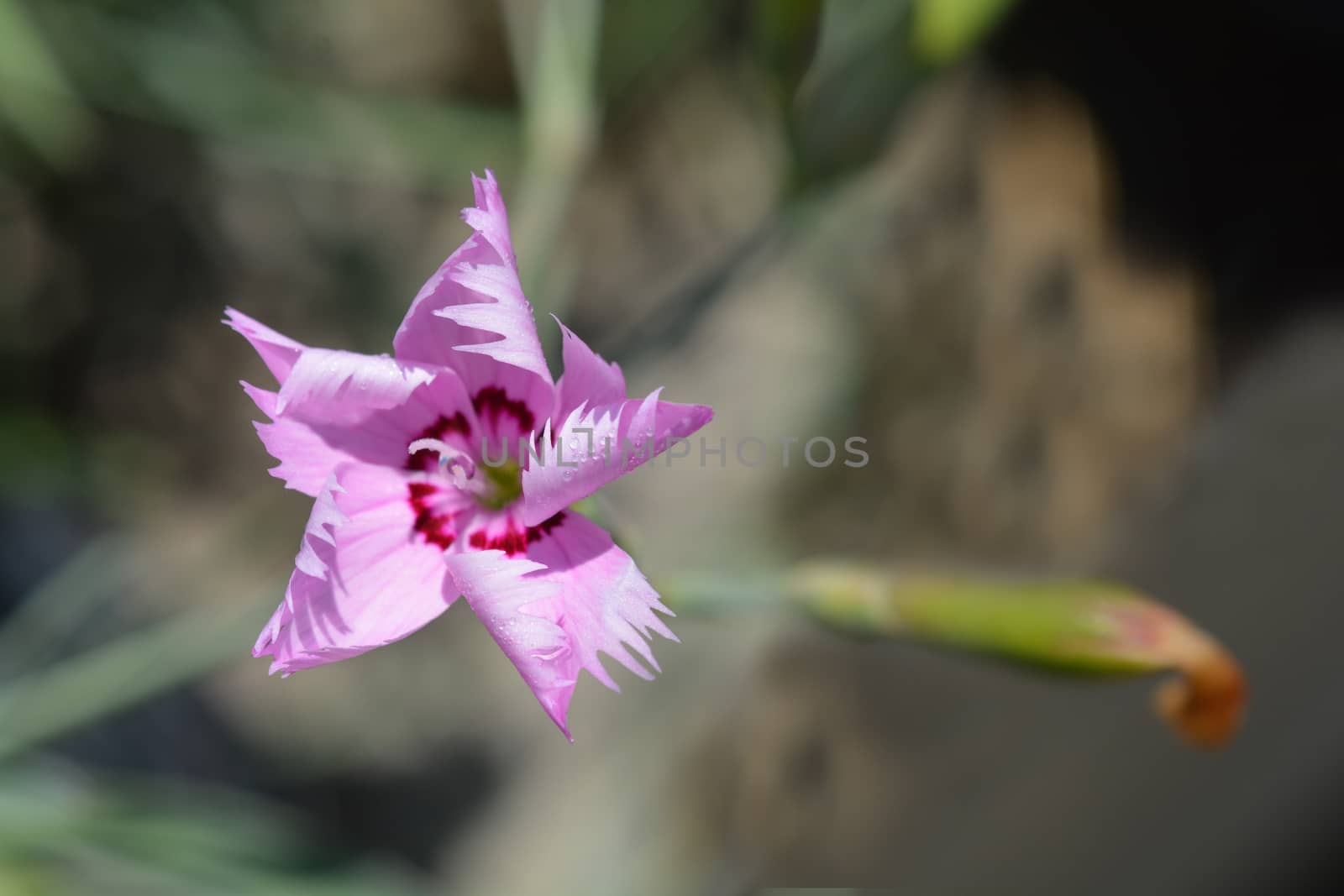 Clove pink Sweetness - Latin name - Dianthus plumaris Sweetness