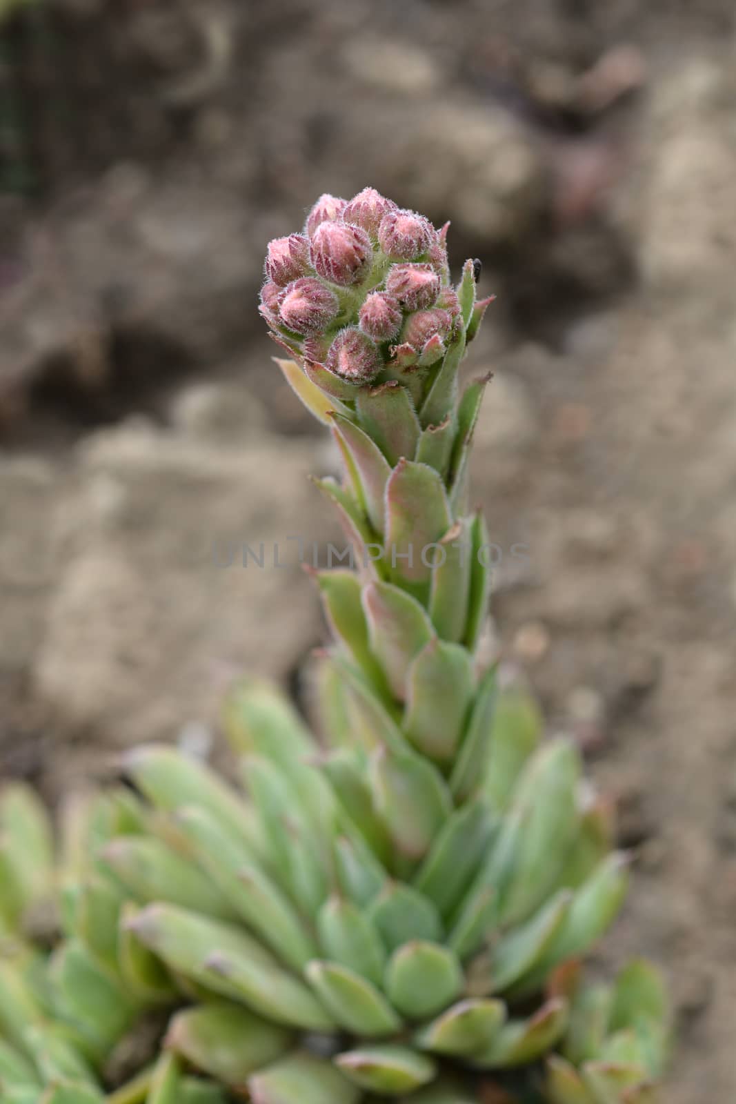 Common houseleek flower - Latin name - Sempervivum tectorum