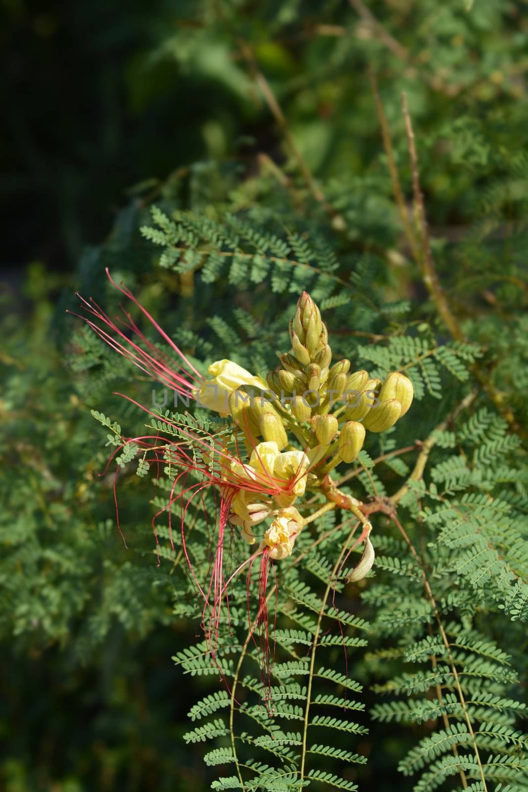 Bird of paradise yellow flower buds - Latin name - Caesalpinia gilliesi (Erythrostemon gilliesii)