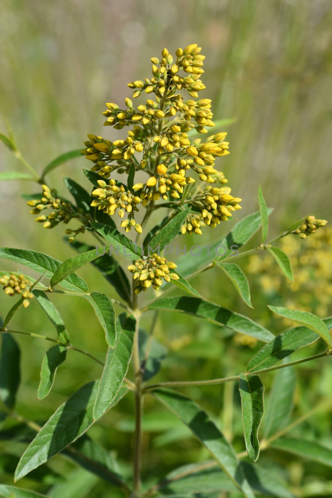 Garden loosestrife by nahhan