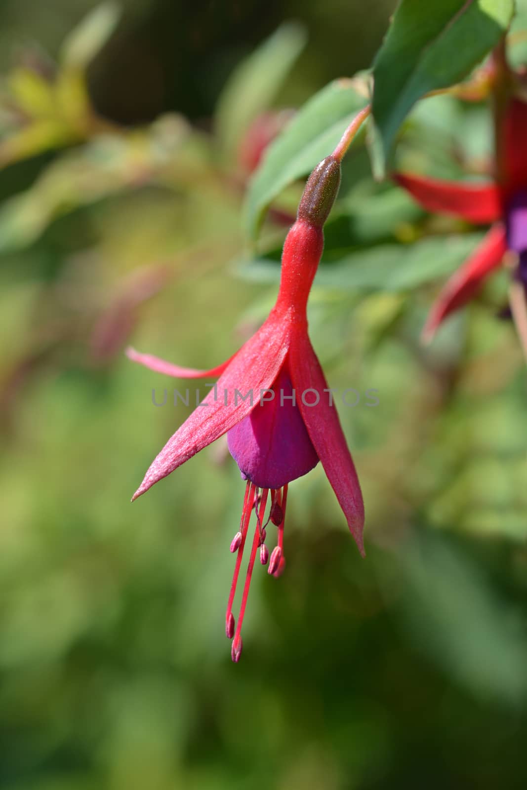 Hardy Fuchsia - Latin name - Fuchsia magellanica var. gracilis