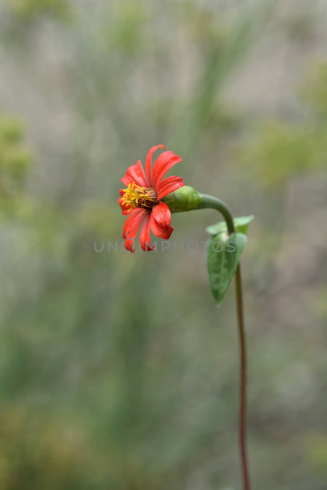 Peruvian zinnia by nahhan