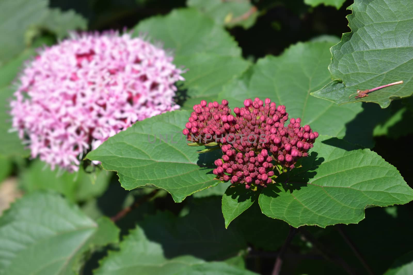 Rose glorybower - Latin name - Clerodendrum bungei