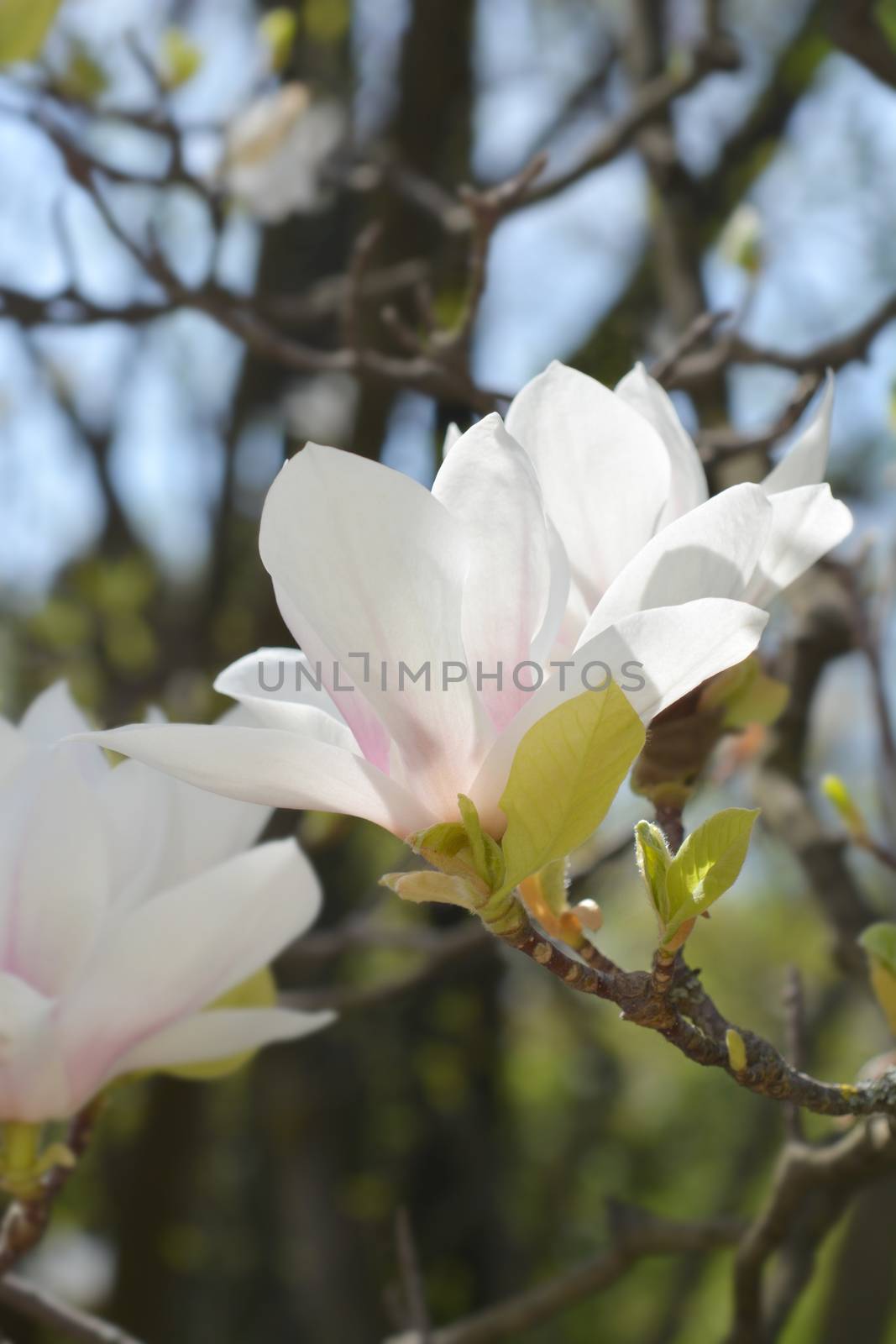 Magnolia tree by nahhan