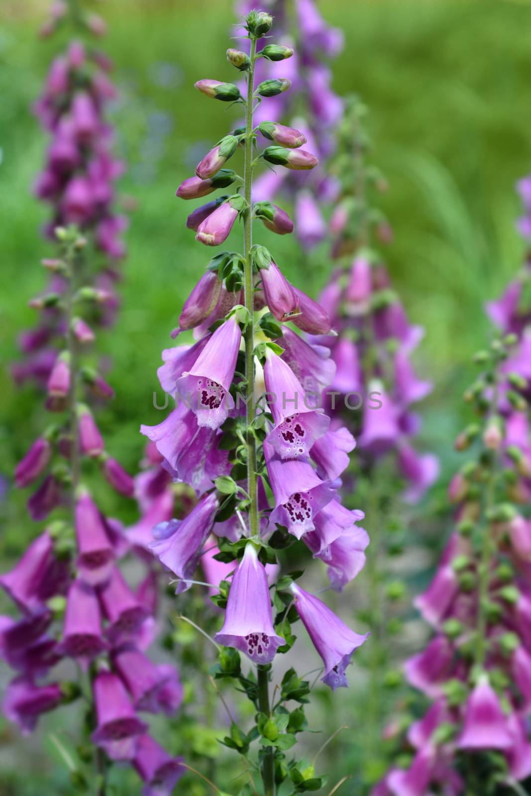 Foxglove Excelsior Hybrids - Latin name - Digitalis purpurea Excelsior Hybrids