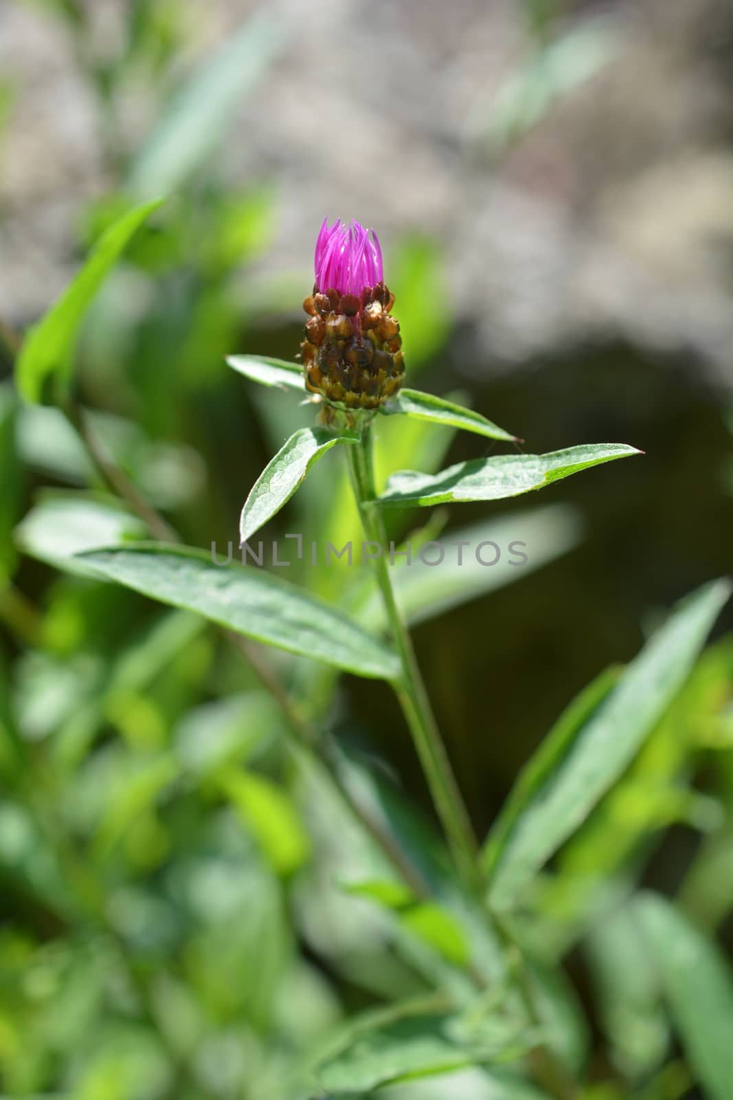 Knapweed flower by nahhan