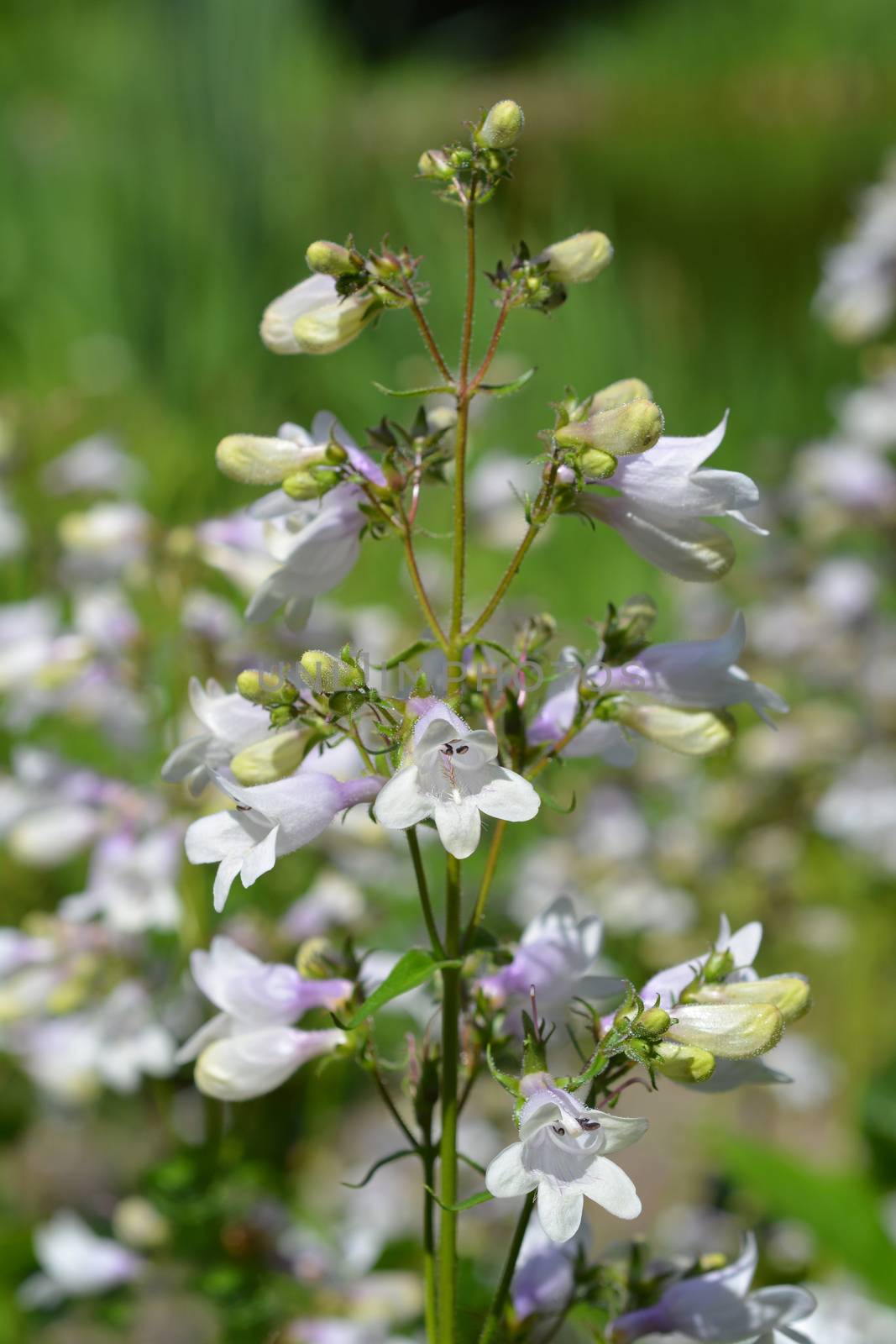 Foxglove beardtongue Husker Red by nahhan