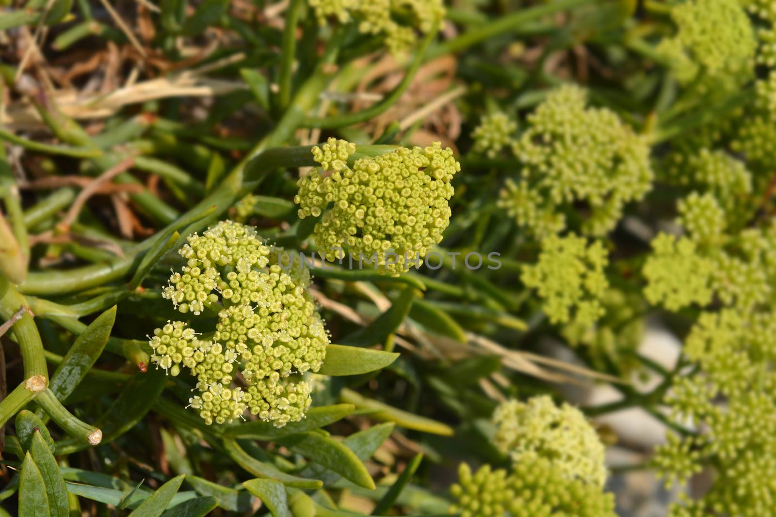 Sea fennel flowers by nahhan