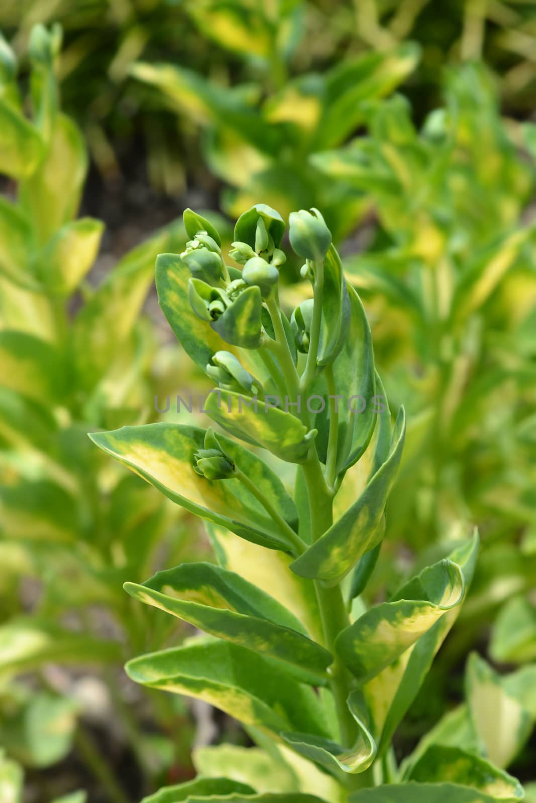 Gold-Striped Stonecrop by nahhan