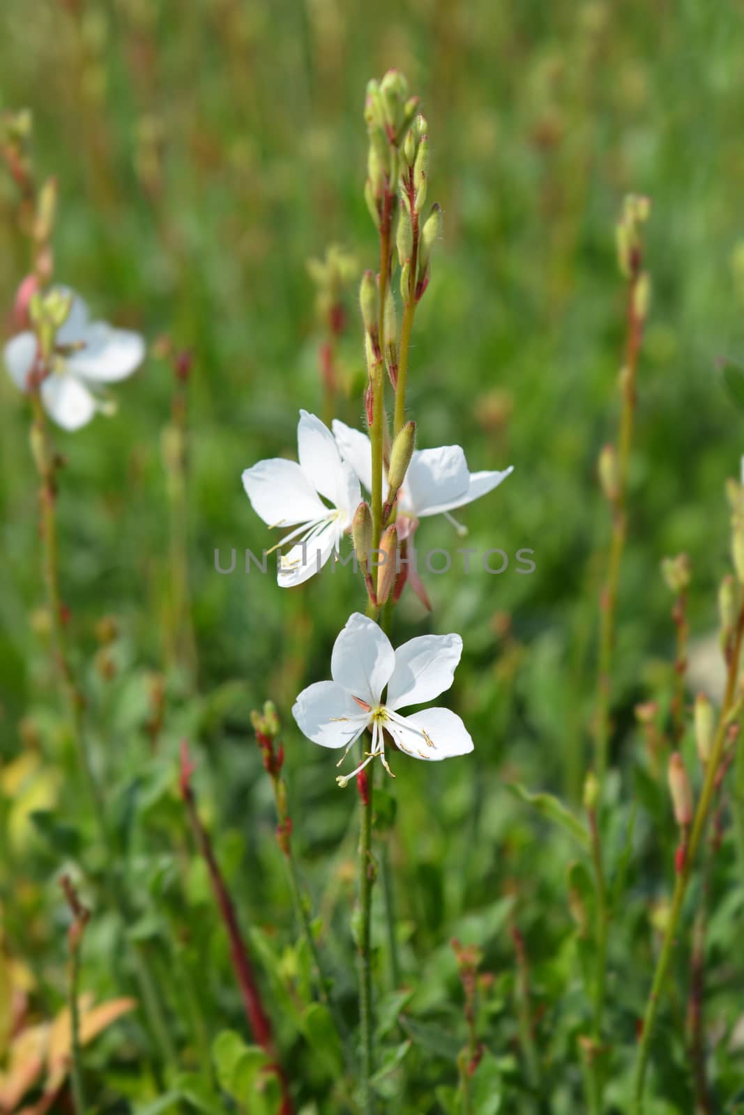 White Gaura by nahhan