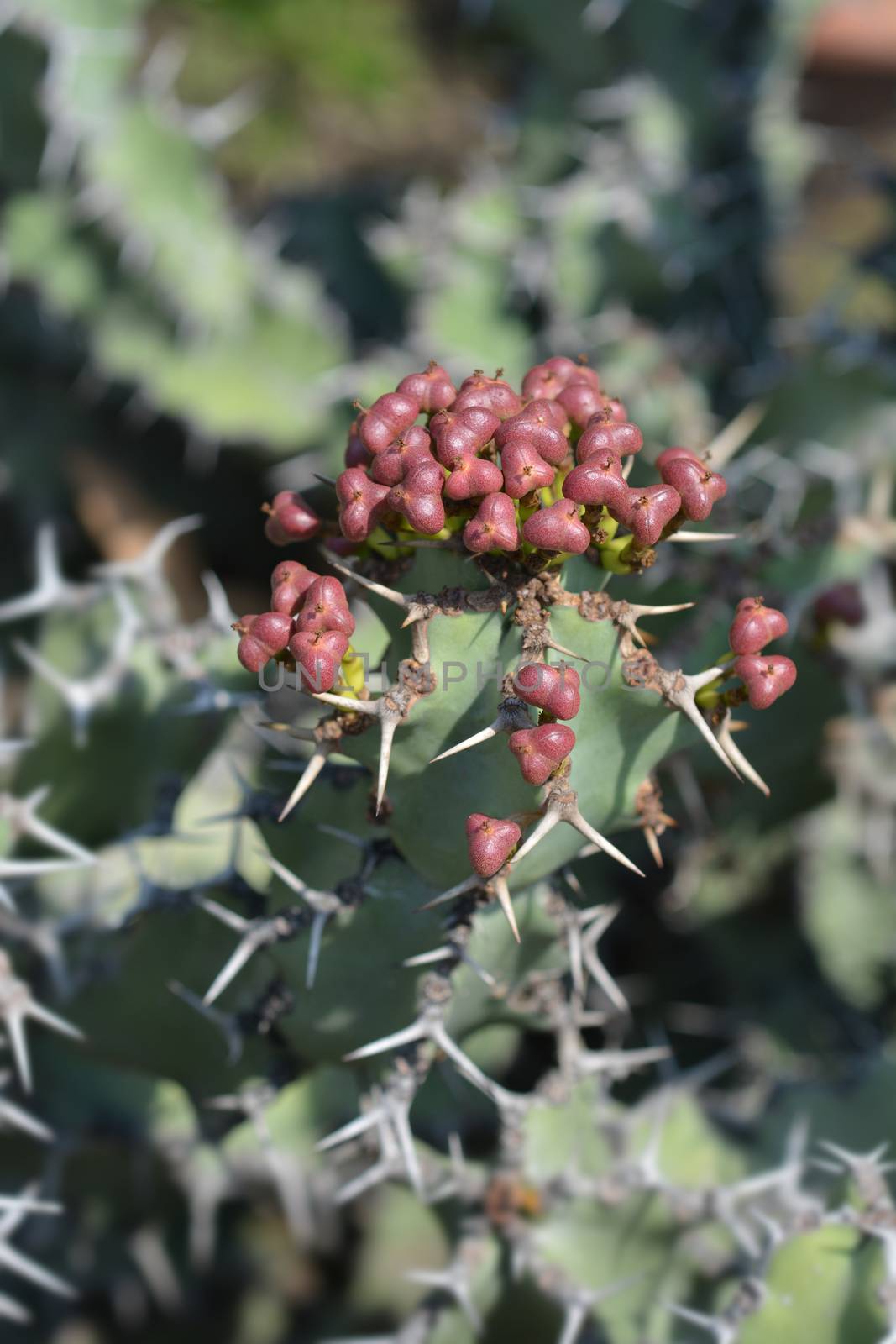 Poison tree - Latin name - Euphorbia virosa